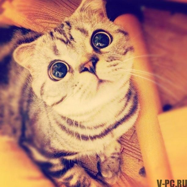 Shishi-Maru-berühmte-Katze-auf-Instagram-005