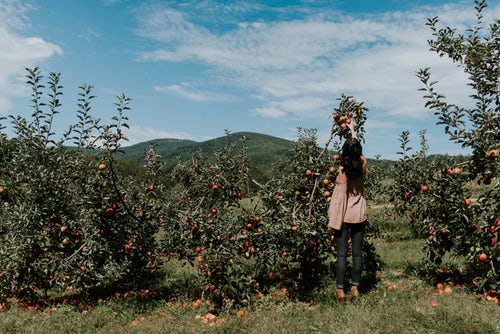 Herbstfotoideen für Instagram - Mädchen pflückt Äpfel