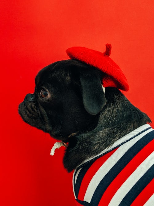 herbst foto ideen für instagram - mops in einem roten baskenmütze