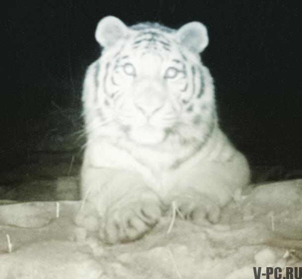 Tiger hat ein Selfie gemacht